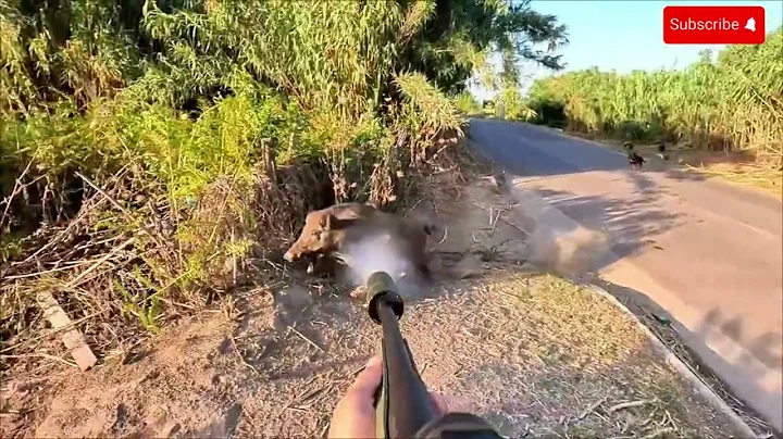 Texas Farmers' Brilliant Methods for Trapping #wildboars – You Won't Believe Their Effectiveness!