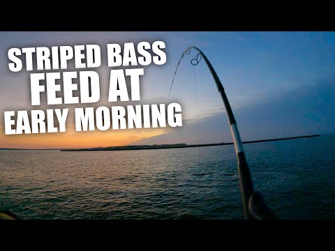 Striped Bass Fishing Long Island 