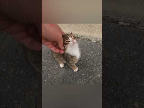 Главная загадка ДНК Кошек