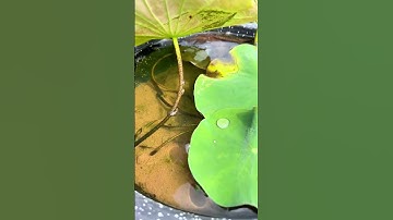 Hoa Chuỗi Ngọc Tím: Ưa Nắng, Không Sâu Bệnh, Lâu Năm 🌸