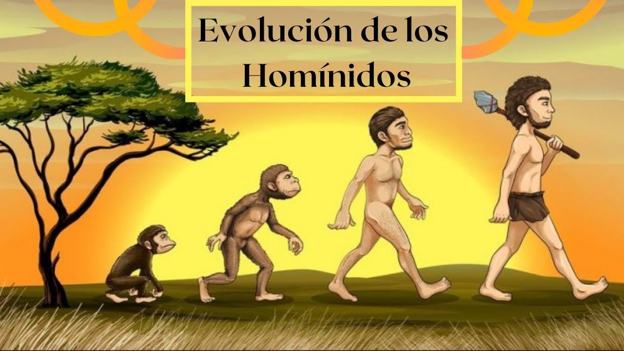 Evolución de los homínidos: Un recorrido por el tiempo - thptnganamst.edu.vn