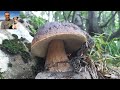 Gioielli al parco dei cento laghi - agosto 2021 - bellissimi funghi porcini edulis