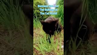 Meet Focker A Beautiful Black Burmese Cat #shorts