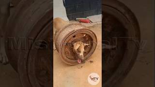 Dog’s head stuck in a car rim #funnydog #funnyanimals #funnyshorts