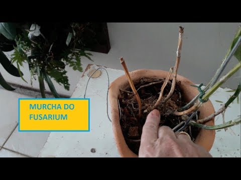 Vídeo: Melão Murcha Fusarium