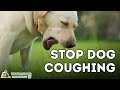 Dog Coughing: How To Quickly Stop It With 7 Natural Remedies