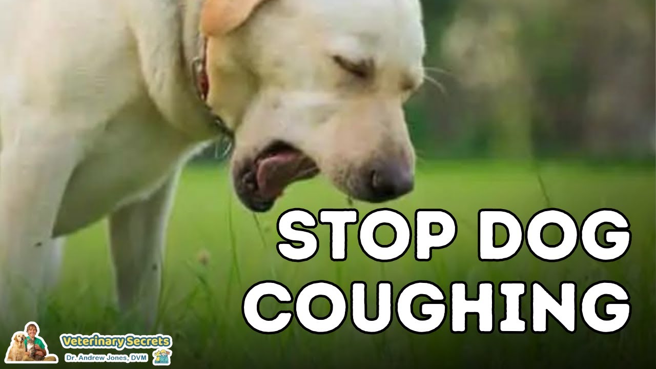 kennel cough holistic treatment