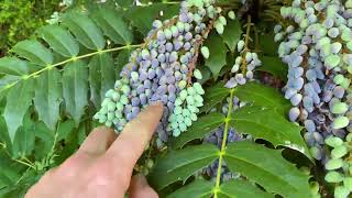 Oregon Grape and Indian Plum