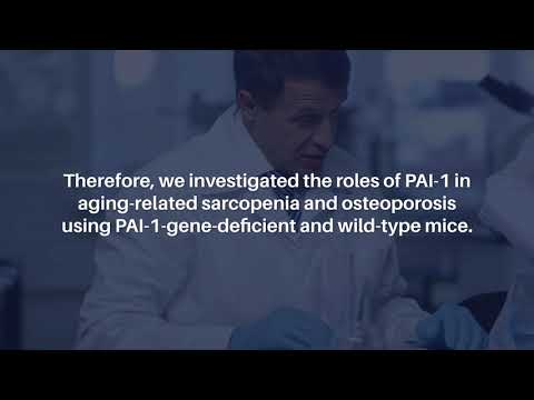 PAI-1’s Role in Age-Related Muscle and Bone Loss in Mice | Aging-US