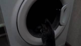 Котенку нравится стирать. Kitten like wash