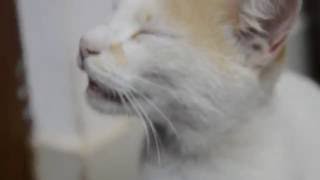 Cute turkish van cat meowing..