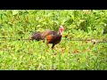 Hunting for jungle fowl in the newest spot