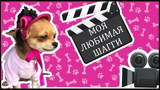 Чихуахуа ШАГГИ моя любимая собачка! ))) Чихуахуа ШАГГИ моя любимая собачка! )))