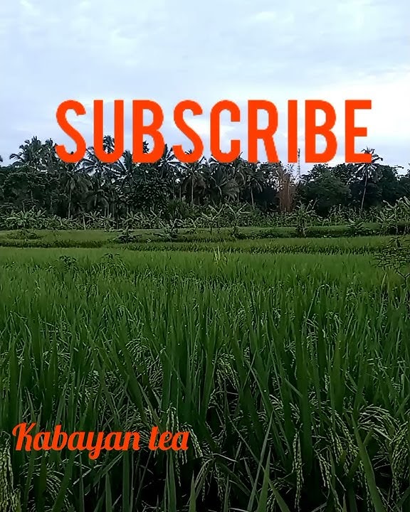 STORY sunda || SUASANA sawah SUNDA #shorts