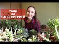 Уход за Сансевиерией. Моя коллекция Сансевиерий