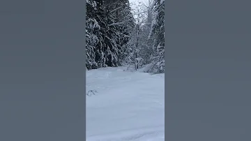 Заяц беляк