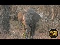 safariLIVE- Sunset Safari - September 18, 2018