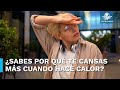 Por esta razón nos cansamos más durante los días de calor