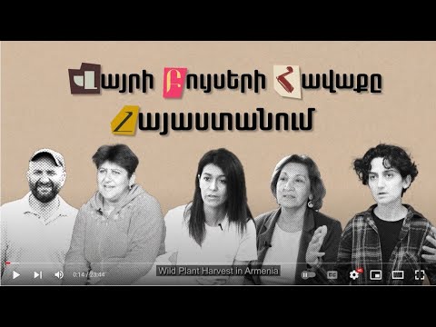 Video: Ասաֆետիդա բույսերի աճեցում - Իմացեք, թե ինչպես աճեցնել Ասաֆետիդան այգում