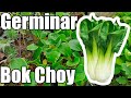 Como germinar semillas de BOK CHOY || Bananafabric