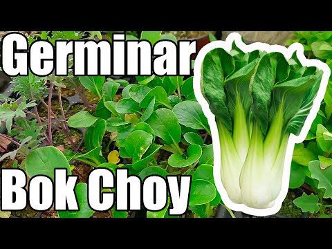 Video: Cultivo de Bok Choy de finales de temporada: cómo y cuándo plantar Bok Choy de otoño