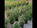 OUTDOOR Growop. Cannabis Community. ready to start flowering...