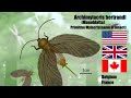 Archimylacris  / Ancestro de Las Cucarachas / PaleoPedias 🇺🇲🇬🇧🇨🇦