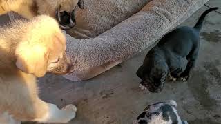 The temperament if the Anatolian Shepherd dog, even as a puppy.