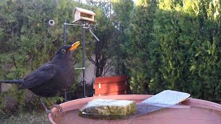 A vízközösség egy egész napja. Szajkó, cinegék, fekete rigó, csuszka, gerle. 2024. január. 28. by BirdTV Balaton 538 views 3 months ago 3 minutes, 3 seconds