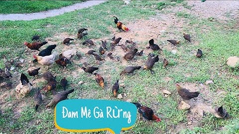 Gà Rừng Đam Mê Của Kênh Núi Rừng Tv