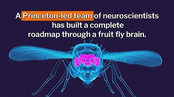 An entire fruit fly brain has been mapped for the first time ever
