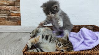 These Super Cute Kittens Playing Together Will Melt Your Heart! by Funny Pets 755 views 1 year ago 1 minute, 48 seconds