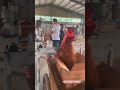 Video Image