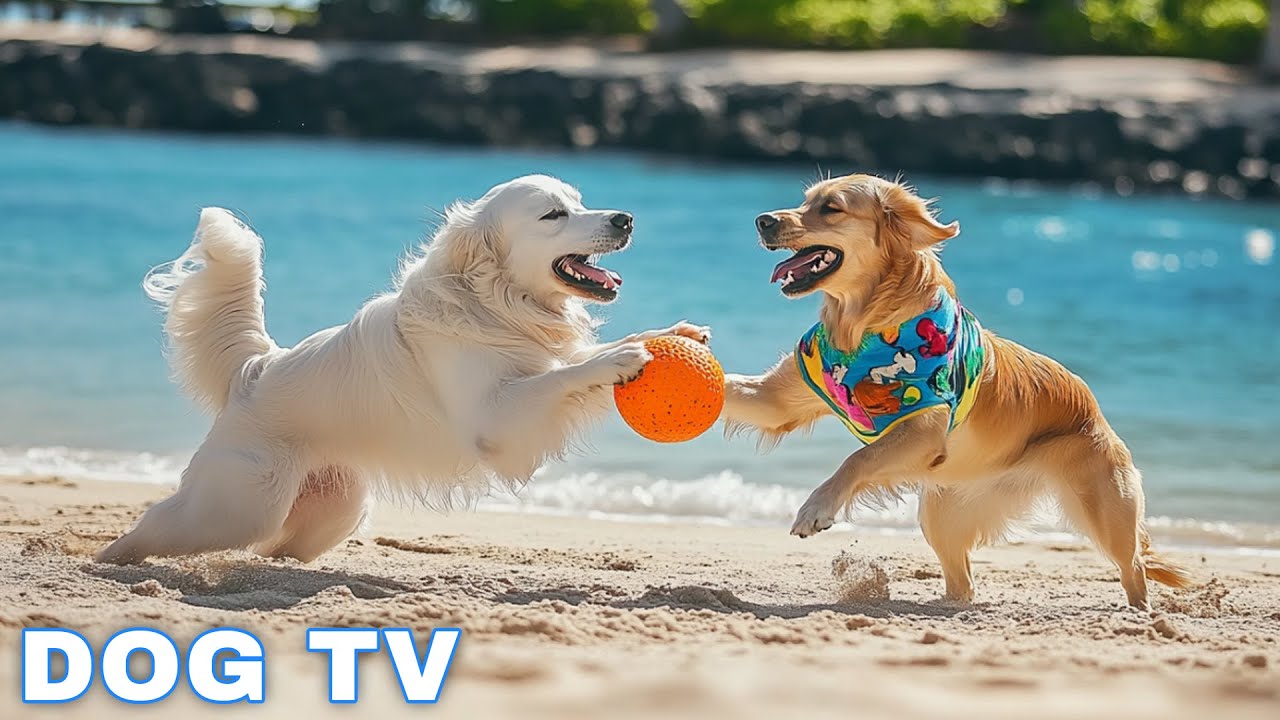 12 Hours of Dog TV for Dogs to Watch 🐶 Anti Separation Anxiety Relief Music 🎵 Dog calming music