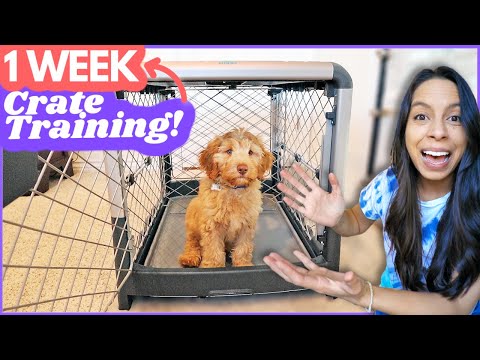 Video: Trénink Tip týdne: Crate Training
