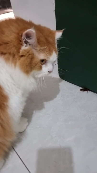 Chiko catches a cockroach🪳😹 #trending #cat #funnyvideos #cat #pet #animal #chiko #viral #fyp