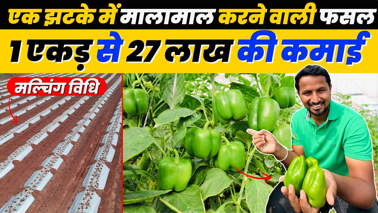 छप्परफाड़ पैसा देने वाली 💰🤑💯आधुनिक शिमला मिर्च की फायदेमंद खेती 🔥 Profitable Capsicum farming