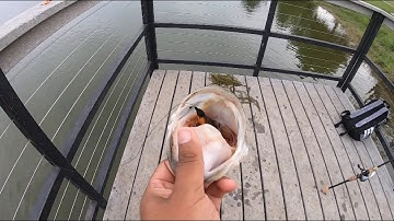 How To Unhook A Gut Hooked Fish (EASY)