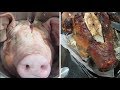 Congolese Mutu Ya Ngulu Ya Kotumba How To Cook A Pig S Head Congolese Mutu Ya Ngulu Ya Kotumba How To Cook A Pig S Head