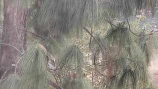 Barn Owl in the tree | Animal sighting by Lydia K. 32 views 2 years ago 36 seconds