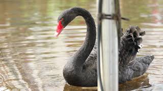 Dawlish Black Swan Cygnets  Their Second Week in Dawlish