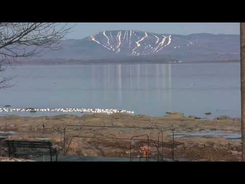 Oies sur le fleuve St-Laurent