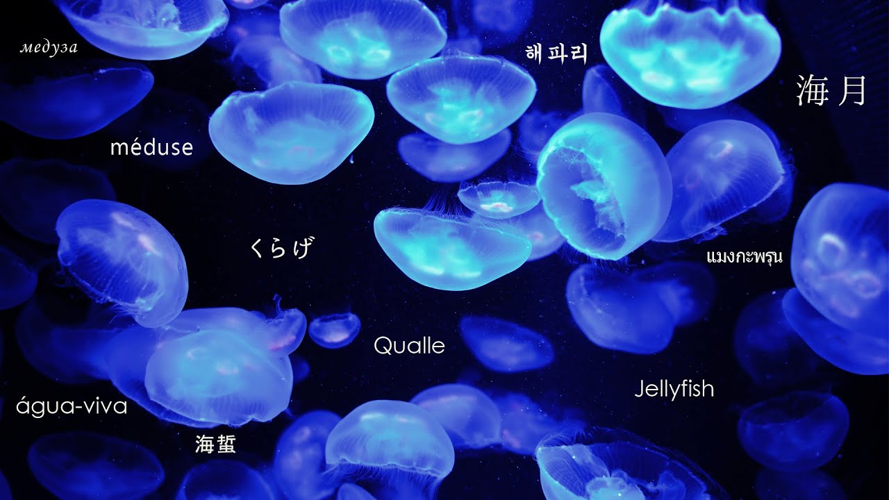 癒しのくらげ動画 Relaxing With Jellyfish Youtube