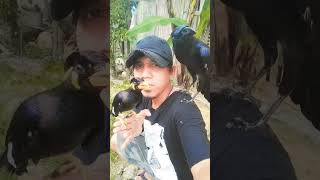 Download Lagu burung beo jinak dan burung gagak yang bisa bicara #vidioshort #shorts MP3