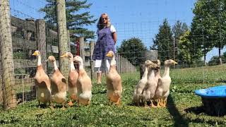 Indian Runner Ducks