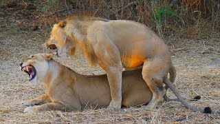 Lions Mating Like Crazy! (Close Up Footage)