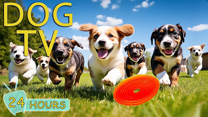 DOG TV: Video Entertain Prevent Boredom Dogs When Home Alone - Anti-Anxiety Collection Music for Dog
