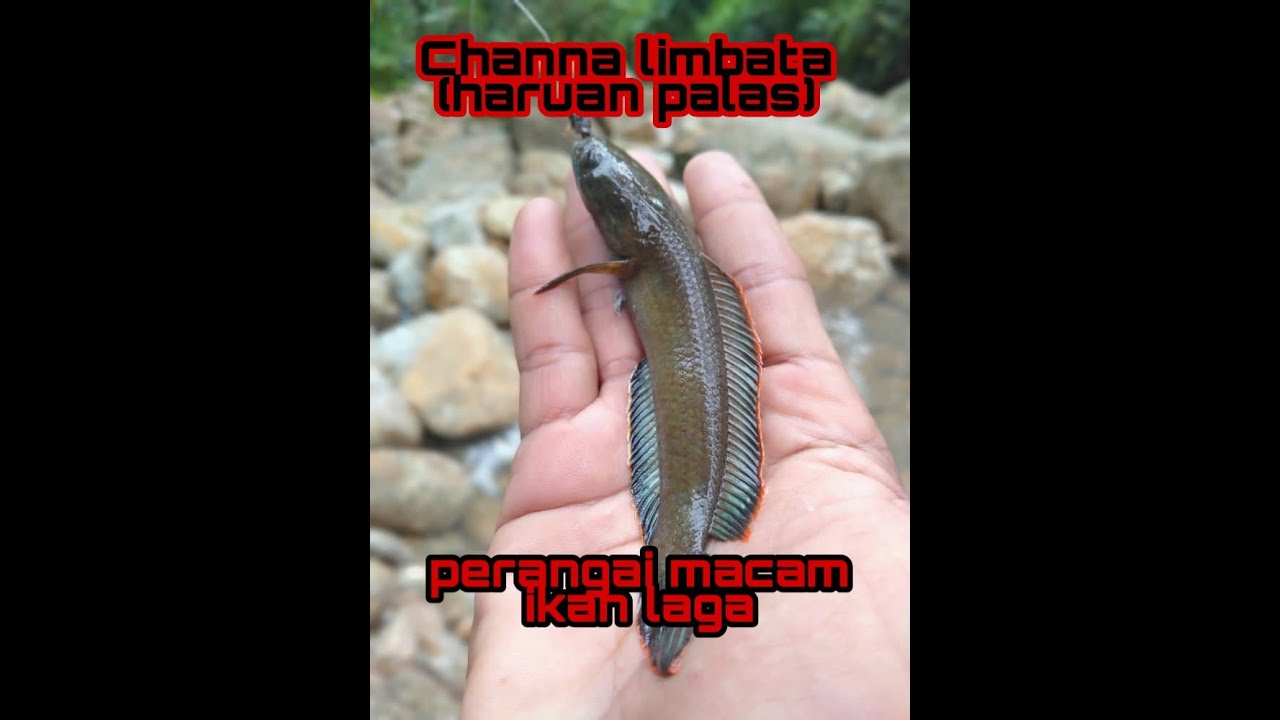 Haruan palas(Channa limbata)perangai macam ikan laga - YouTube