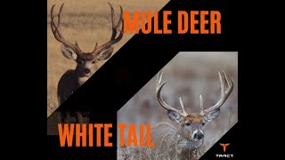 Mule Deer vs Whitetail