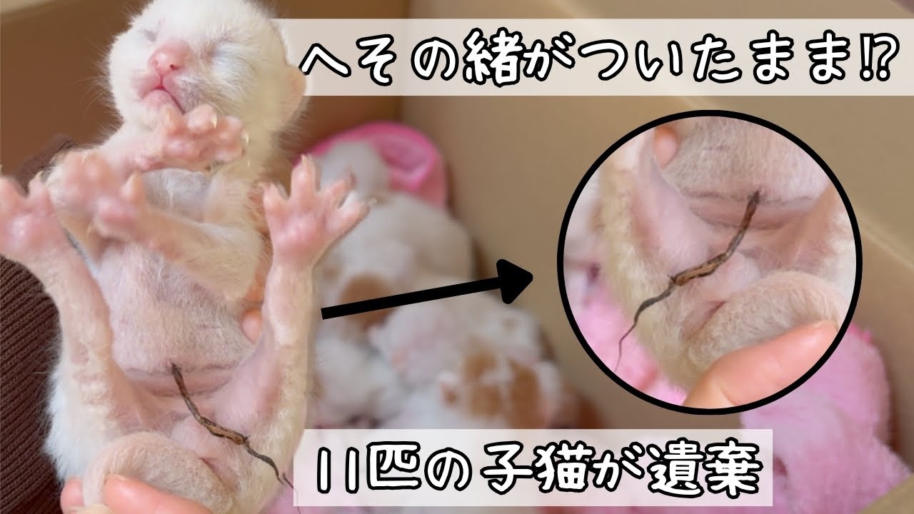 【保護猫】へその緒つき⁉︎某施設に遺棄された生まれて数日の１１匹の子猫たち